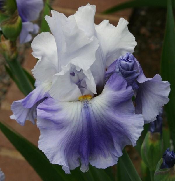Photo of Tall Bearded Iris (Iris 'Carry Me Away') uploaded by avmoran