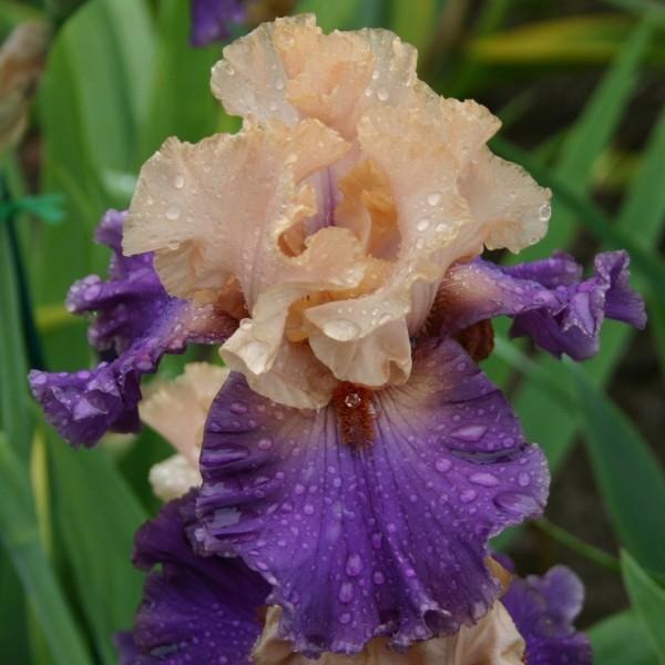Photo of Tall Bearded Iris (Iris 'Broken Heart') uploaded by avmoran