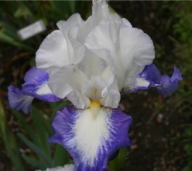 Photo of Tall Bearded Iris (Iris 'Can't Touch This') uploaded by avmoran
