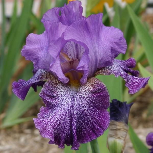 Photo of Tall Bearded Iris (Iris 'Celestial Explosion') uploaded by avmoran