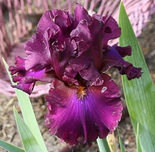 Photo of Tall Bearded Iris (Iris 'Candy Apple Classic') uploaded by avmoran