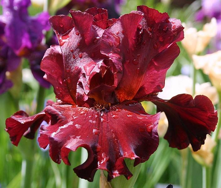 Photo of Tall Bearded Iris (Iris 'Canned Heat') uploaded by avmoran