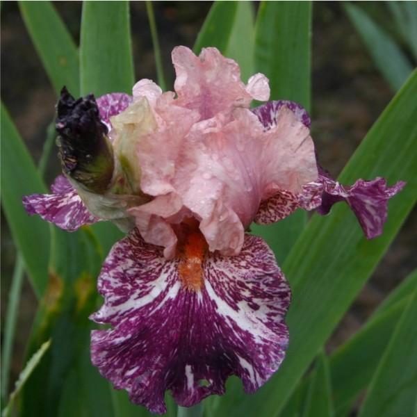 Photo of Border Bearded Iris (Iris 'Anaconda Love') uploaded by avmoran
