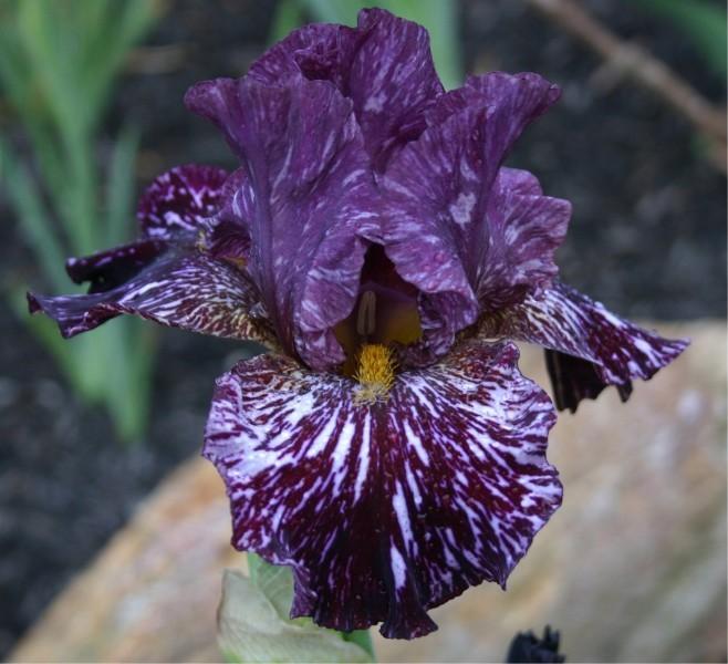 Photo of Tall Bearded Iris (Iris 'Chocolate Moose') uploaded by avmoran