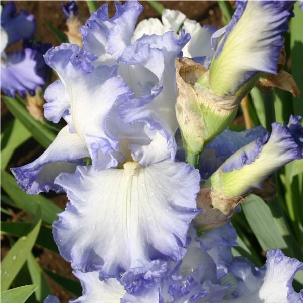 Photo of Tall Bearded Iris (Iris 'Clouds of Glory') uploaded by avmoran