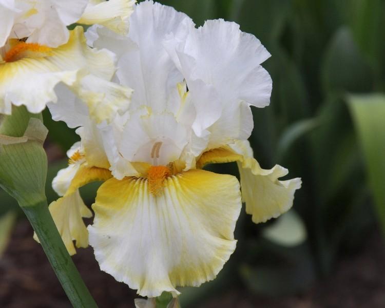 Photo of Tall Bearded Iris (Iris 'Comangetit') uploaded by avmoran