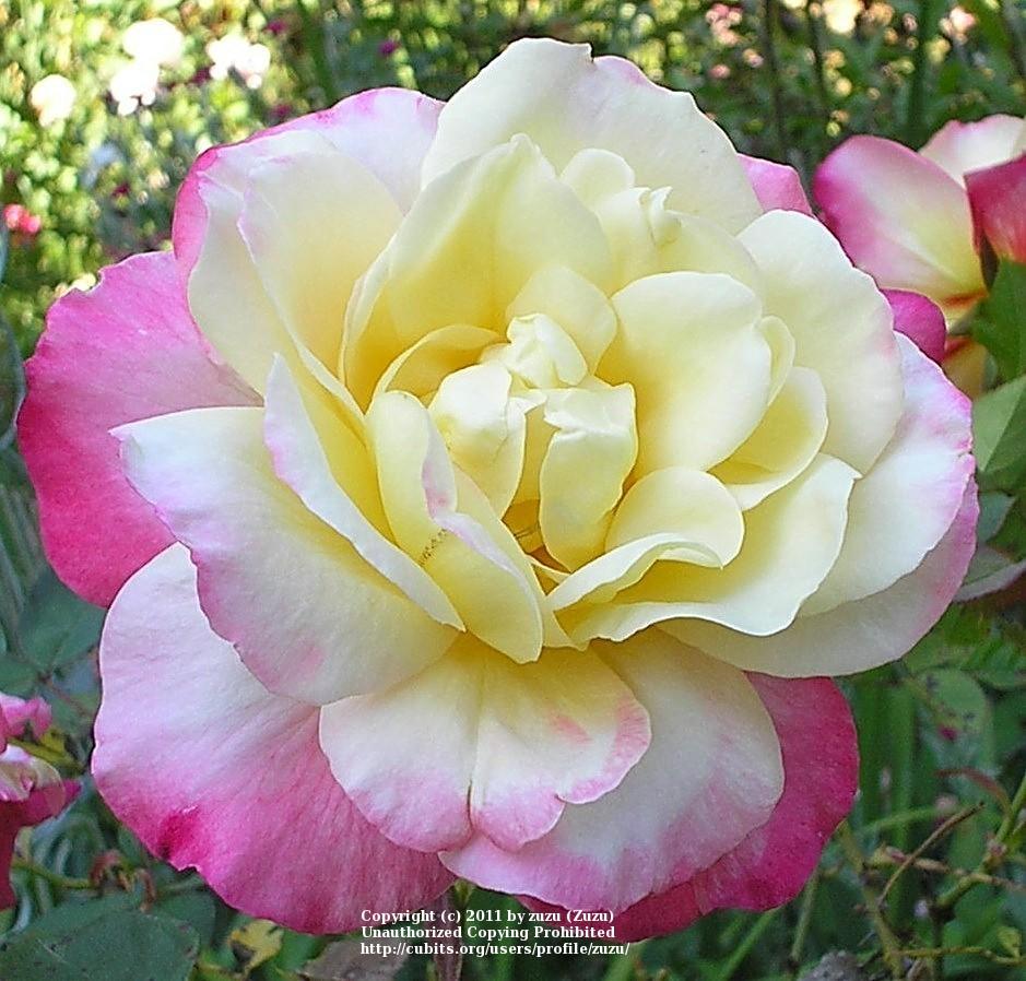 Photo of Rose (Rosa 'French Perfume') uploaded by zuzu