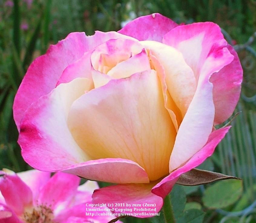 Photo of Rose (Rosa 'French Perfume') uploaded by zuzu