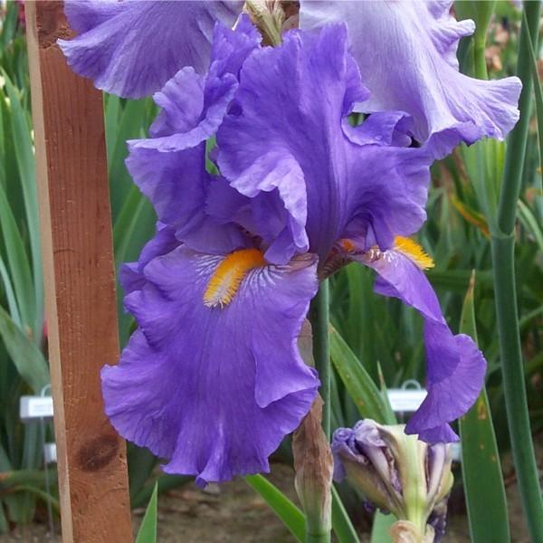 Photo of Tall Bearded Iris (Iris 'Cowabunga') uploaded by avmoran