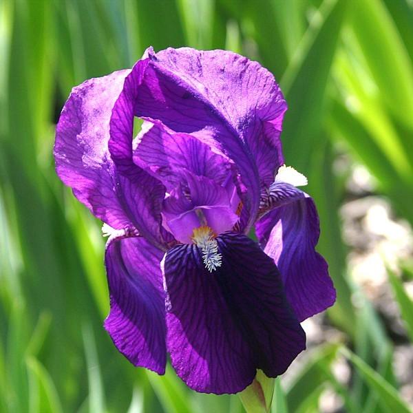 Photo of Intermediate Bearded Iris (Iris 'Crimson King') uploaded by avmoran