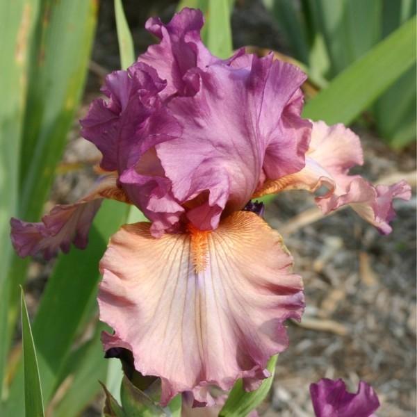 Photo of Tall Bearded Iris (Iris 'Dandy Candy') uploaded by avmoran