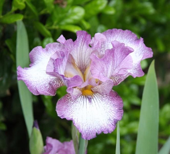 Photo of Tall Bearded Iris (Iris 'Cozy Stitch') uploaded by avmoran