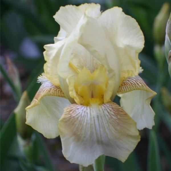 Photo of Tall Bearded Iris (Iris 'Dawn of Fall') uploaded by avmoran