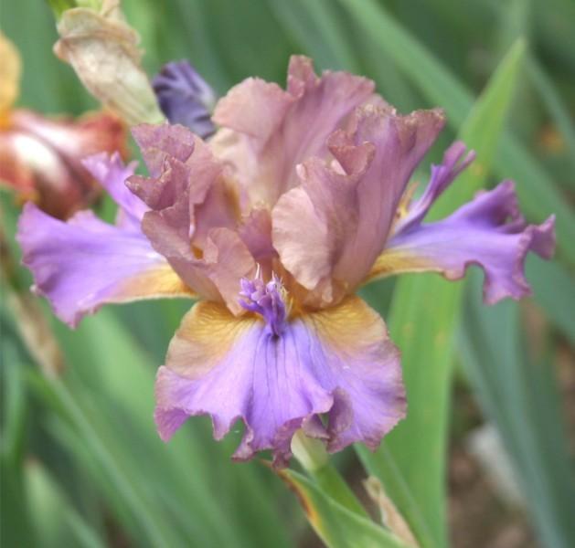 Photo of Tall Bearded Iris (Iris 'Devil's Fork') uploaded by avmoran
