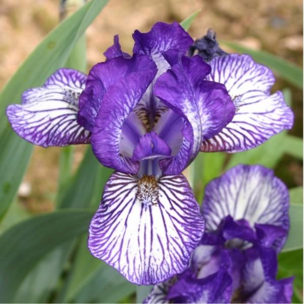 Photo of Miniature Dwarf Bearded Iris (Iris 'Dinky Circus') uploaded by avmoran
