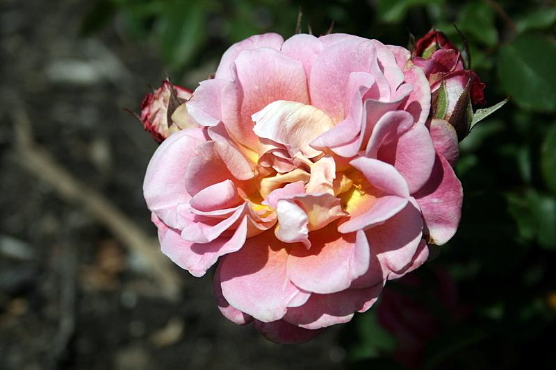 Photo of Rose (Rosa 'Pillow Talk') uploaded by Calif_Sue
