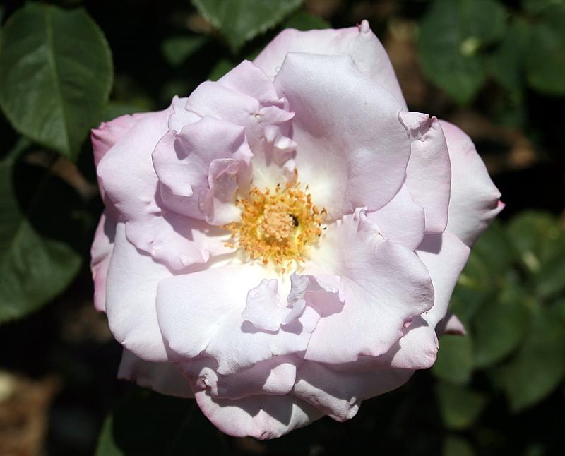 Photo of Rose (Rosa 'Tarde Gris') uploaded by Calif_Sue