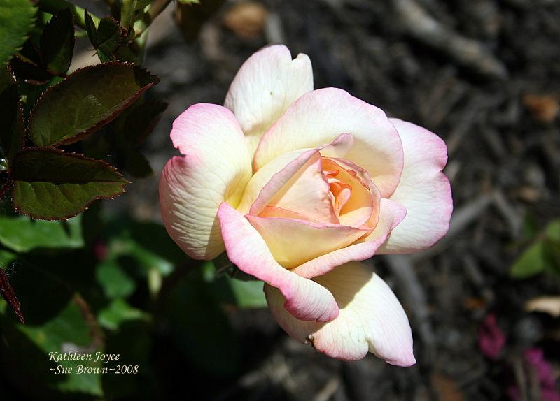 Photo of Rose (Rosa 'Kathleen Joyce') uploaded by Calif_Sue