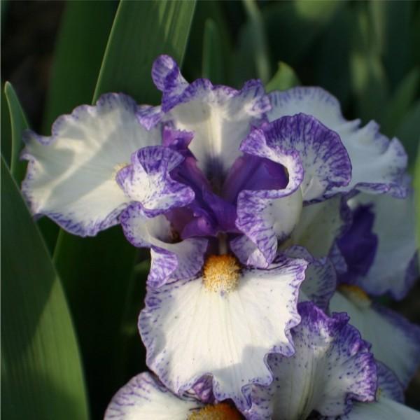 Photo of Standard Dwarf Bearded Iris (Iris 'Dollop') uploaded by avmoran