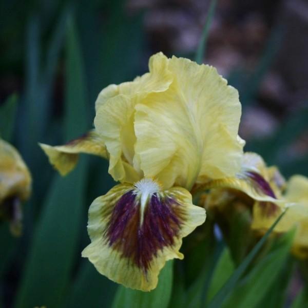 Photo of Standard Dwarf Bearded Iris (Iris 'Double Byte') uploaded by avmoran