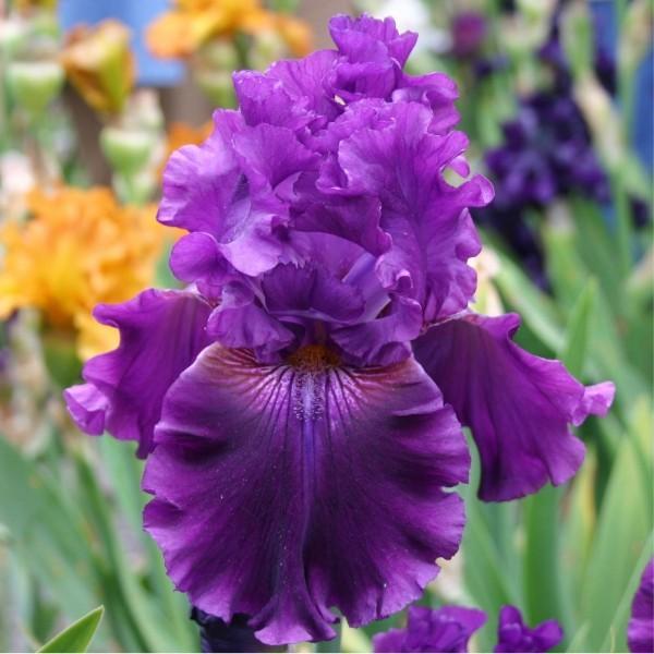 Photo of Tall Bearded Iris (Iris 'Dream Express') uploaded by avmoran