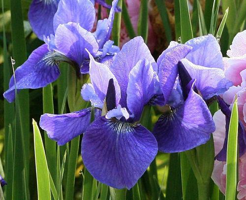 Photo of Siberian Iris (Iris 'Big Blue') uploaded by MShadow