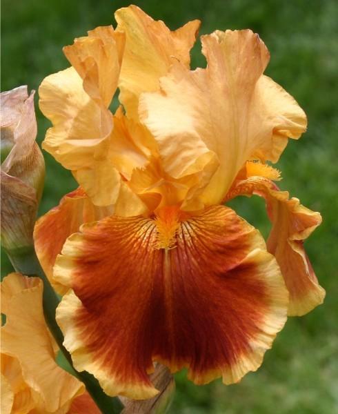 Photo of Tall Bearded Iris (Iris 'Exclusivity') uploaded by avmoran