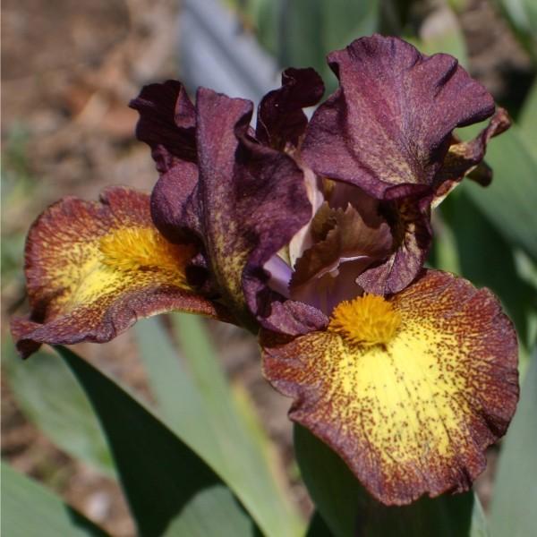 Photo of Standard Dwarf Bearded Iris (Iris 'Firestorm') uploaded by avmoran