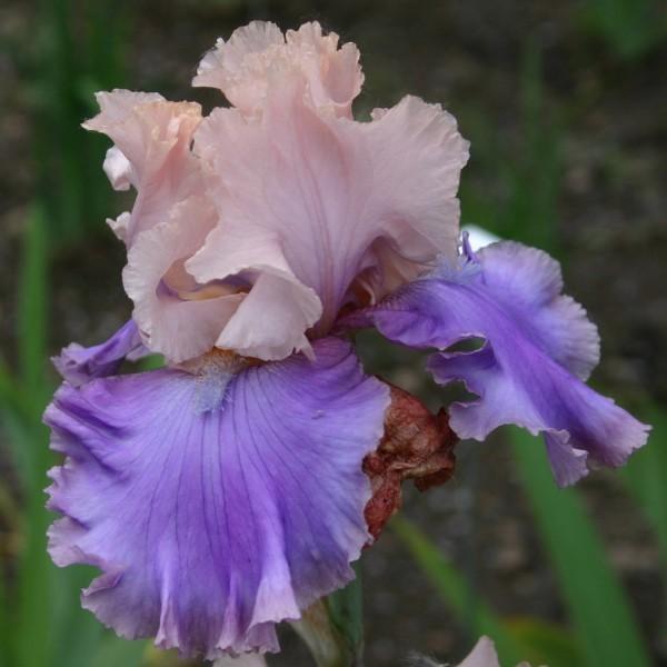 Photo of Tall Bearded Iris (Iris 'Florentine Silk') uploaded by avmoran