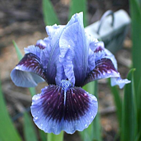Photo of Standard Dwarf Bearded Iris (Iris 'Earth and Sky') uploaded by avmoran