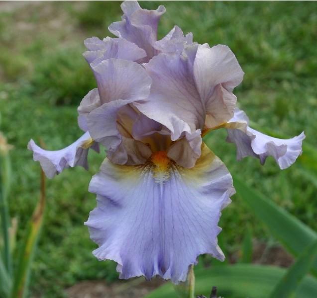 Photo of Tall Bearded Iris (Iris 'Endearing Charm') uploaded by avmoran