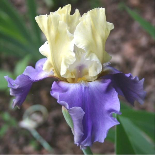 Photo of Tall Bearded Iris (Iris 'Edith Wolford') uploaded by avmoran