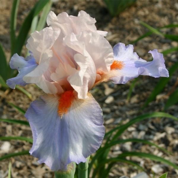 Photo of Tall Bearded Iris (Iris 'French Cancan') uploaded by avmoran