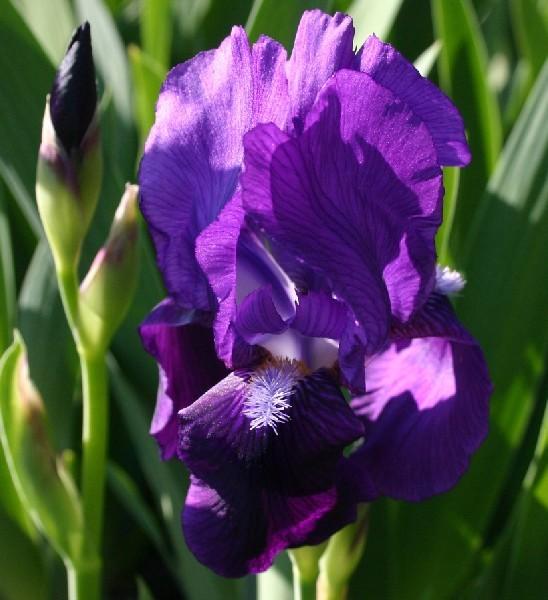 Photo of Intermediate Bearded Iris (Iris 'Eleanor Roosevelt') uploaded by avmoran