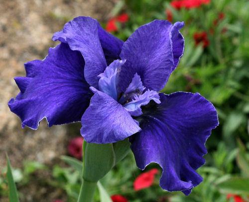 Photo of Siberian Iris (Iris 'Harpswell's Princess Karen') uploaded by MShadow