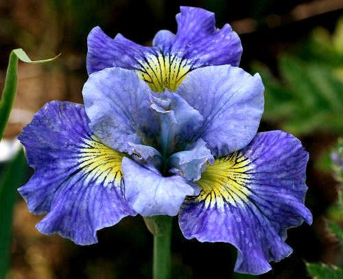 Photo of Siberian Iris (Iris 'Fresh Notes') uploaded by MShadow