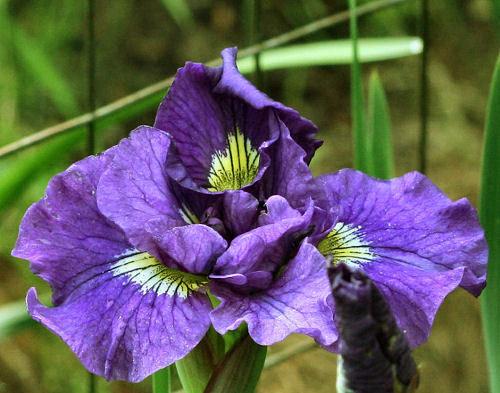 Photo of Siberian Iris (Iris 'Double Standards') uploaded by MShadow
