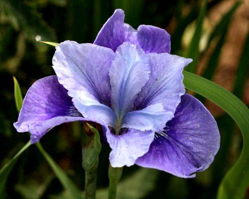 Photo of Siberian Iris (Iris 'Lady Walpole') uploaded by MShadow