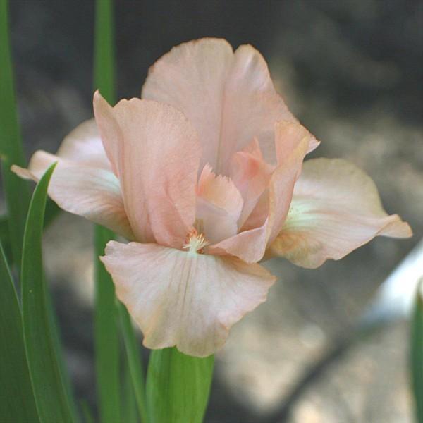 Photo of Standard Dwarf Bearded Iris (Iris 'Fusspot') uploaded by avmoran