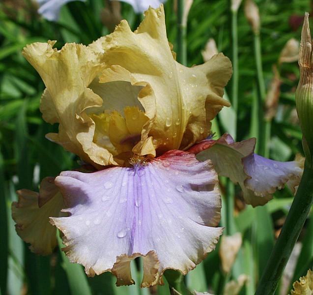 Photo of Tall Bearded Iris (Iris 'Gettysburg Address') uploaded by avmoran
