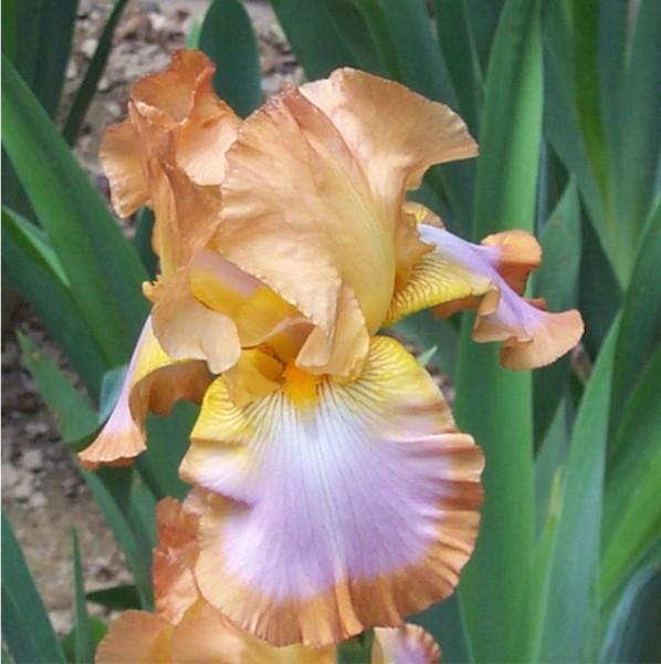 Photo of Tall Bearded Iris (Iris 'Ginger Swirl') uploaded by avmoran