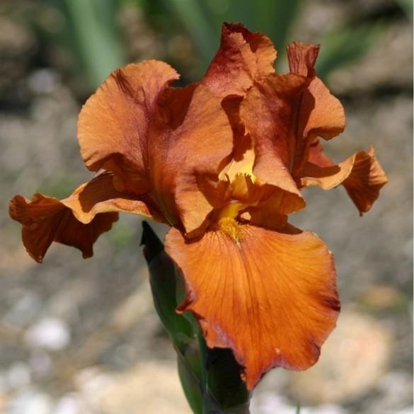 Photo of Tall Bearded Iris (Iris 'Gingerbread Castle') uploaded by avmoran