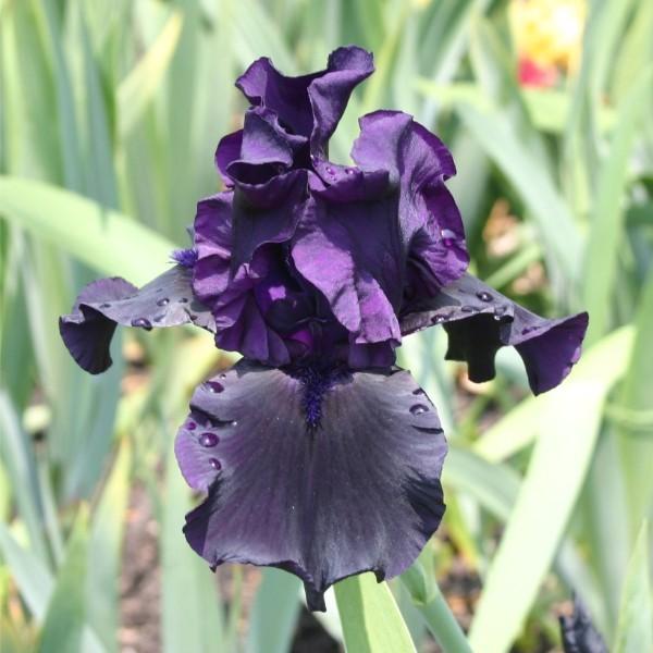 Photo of Tall Bearded Iris (Iris 'Hello Darkness') uploaded by avmoran