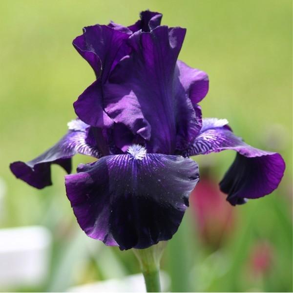 Photo of Tall Bearded Iris (Iris 'Grape Harvest') uploaded by avmoran