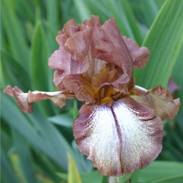 Photo of Tall Bearded Iris (Iris 'Huckleberry Fudge') uploaded by avmoran