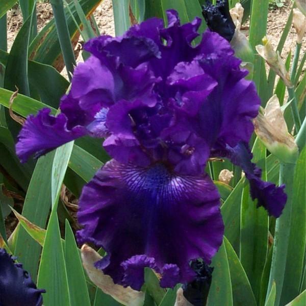 Photo of Tall Bearded Iris (Iris 'Hollywood Nights') uploaded by avmoran