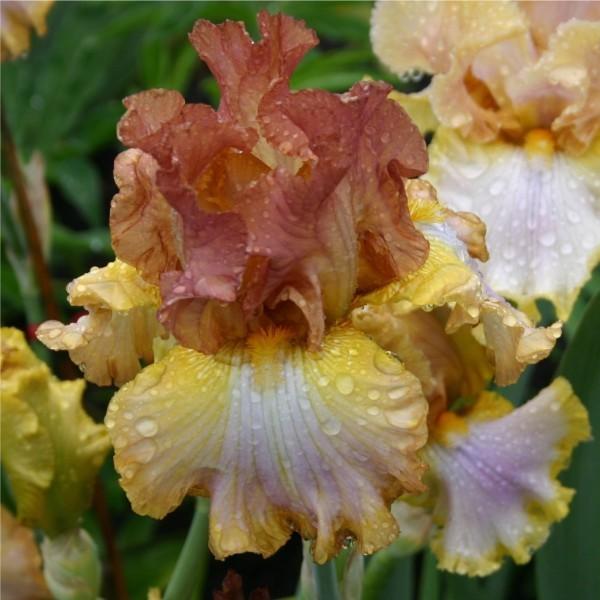 Photo of Tall Bearded Iris (Iris 'Good Thing') uploaded by avmoran
