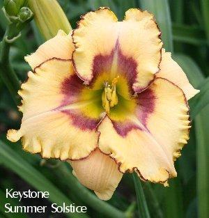 Photo of Daylily (Hemerocallis 'Keystone Summer Solstice') uploaded by KeystoneCrossroads