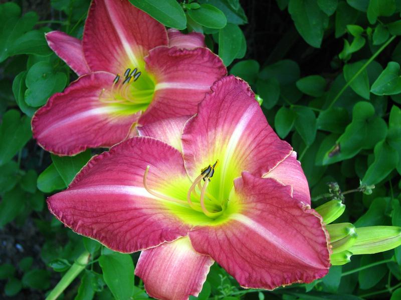 Photo of Daylily (Hemerocallis 'Love or Else') uploaded by mlt