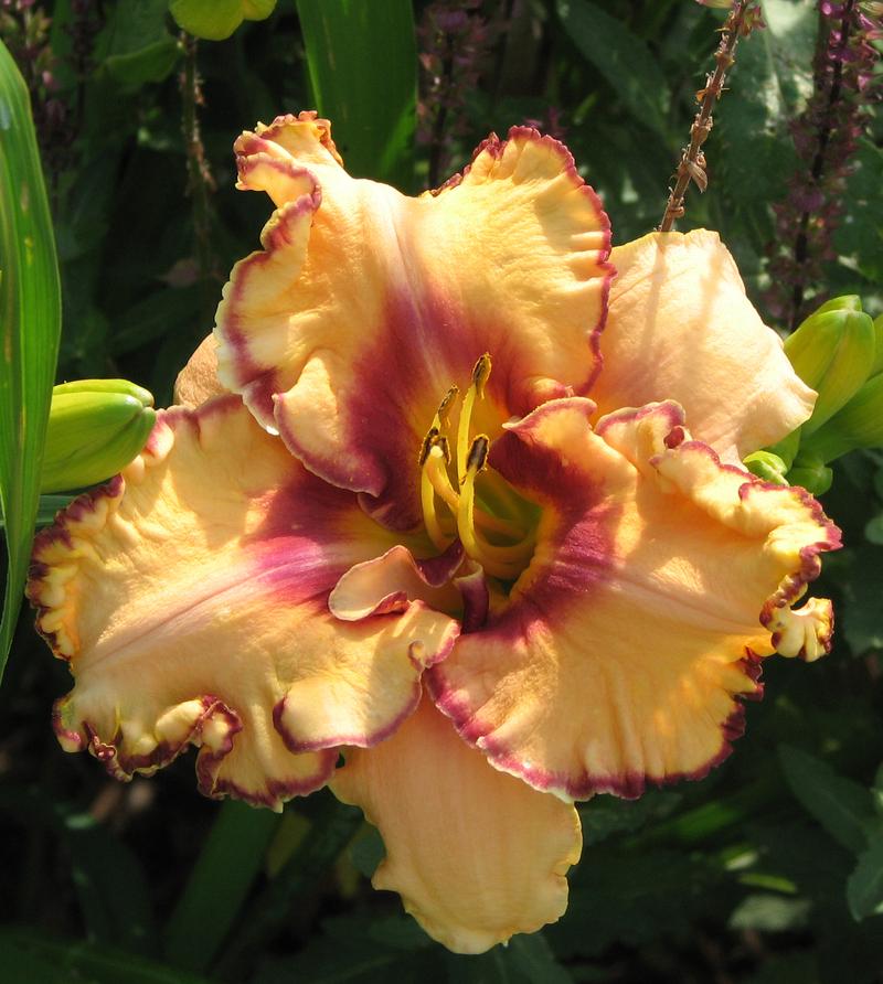 Photo of Daylily (Hemerocallis 'Woman at the Well') uploaded by mlt